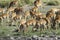 Impalas grazing in the vast Chobe National Park. Zimbabwe