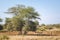 Impalas Kruger National Park, South Africa