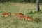 Impalas in Lake Nakuru National Park in Kenya