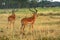 Impalas, Lake Nakuru National Park, Kenya