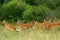 Impalas, Maasai Mara Game Reserve, Kenya