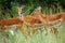 Impalas, Maasai Mara Game Reserve, Kenya