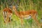 Impalas, Maasai Mara Game Reserve, Kenya