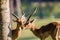 Impalas Males Buck Animal Wildlife