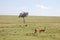 Impalas - Masai Mara - Kenya