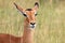 Impalas. Masai Mara National Reserve, Kenya, Africa.