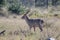 Impalas are medium-sized antelopes that roam the savanna and light woodlands of eastern and southern Africa