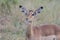 Impalas are medium-sized antelopes that roam the savanna and light woodlands of eastern and southern Africa