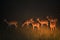 Impalas by night, Maasai Mara Game Reserve, Kenya