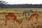 Impalas and a plain zebra, Lake Nakuru National Park, Kenya