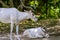 Impalas resting in wildlife reserve