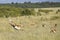 Impalas running through grass, Kenya