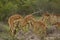 Impalas in savannah, kruger bushveld, Kruger national park, SOUTH AFRICA