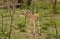 Impalas in savannah, kruger bushveld, Kruger national park, SOUTH AFRICA