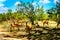 Impalas seeking shade under trees in Kruger National Park