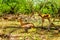 Impalas seeking shade under trees in Kruger National Park