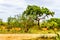 Impalas seeking shade under trees in Kruger National Park