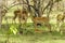 Impalas in Selous