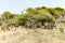 Impalas in shadow of acacia trees