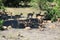 Impalas in the shadow of trees safari in Chobe National Park