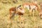 Impalas standing in an open field in the South African