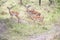 Impalas, three alarmed antelopes in Queen Elizabeth Park, Uganda