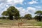 Impalas and zebras walk in Tarangire National Park, near baobab trees