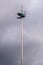 Impaled beetle: the 2004 sculpture Totem by renowned artist Jan Fabre, at the square Ladeuzeplein, Leuven, Belgium