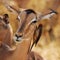 Impapa Antelope and Oxpecker