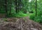 Impassable forest road of mud and clay