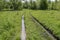 Impassable roads in the forest after melting snow are flooded with water