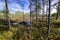 Impassable swamp in Siberia