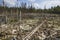 An impassable swamp in the taiga tundra climate zone in the Arkhangelsk region of the Russian Federation.