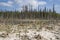 An impassable swamp in the taiga tundra climate zone in the Arkhangelsk region of the Russian Federation.