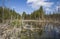 An impassable swamp in the taiga tundra climate zone in the Arkhangelsk region of the Russian Federation.