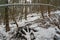 Impassable wild forest with fallen trees in winter