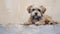 Impasto Minimalistic Zen Painting Of Dog - Martin Rak