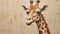 Impasto Minimalistic Zen Painting Of Giraffe On Soft Beige Background