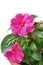 Impatiens