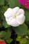 Impatiens