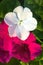 Impatiens