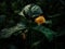 Impatiens auricoma and Waterdrop falling from a flower