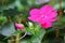 Impatiens balsamina L. flower and bud