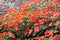 Impatiens Balsamina Orange Flowers