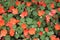 Impatiens Balsamina Red Orange Flowers