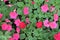 Impatiens Balsamina Red and Purple Flowers