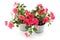 Impatiens balsamina, two flowerpot, white background