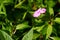 Impatiens flaccida is a species of flowering plant native to the Western Ghats in Indi