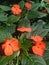 The impatiens flower plant is one of the most popular annual flowers.This flower is much loved because of its bright color