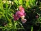 Impatiens glandulifera - close up of blossom, common names Policeman`s Helmet, Bobby Tops, Copper Tops, and Gnome`s